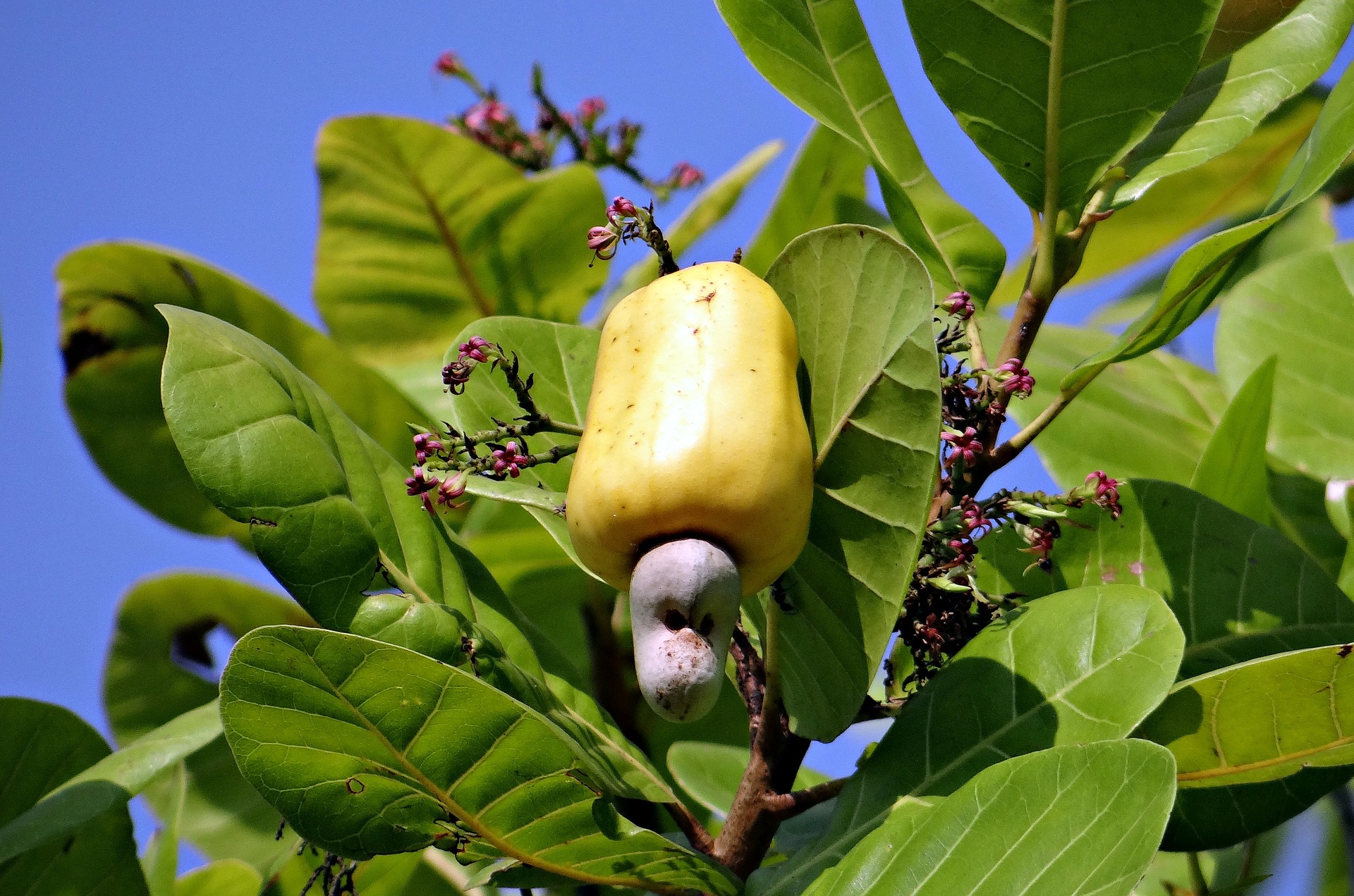 Cashew milk - vegan milk substitute from cashew nuts