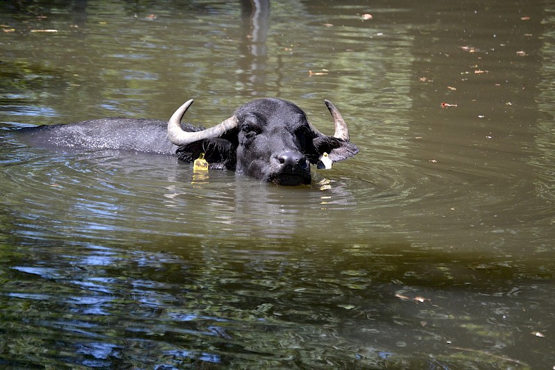 Origin of buffalo milk