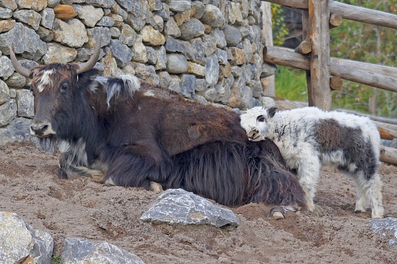 The yak, an important farm animal for nomads